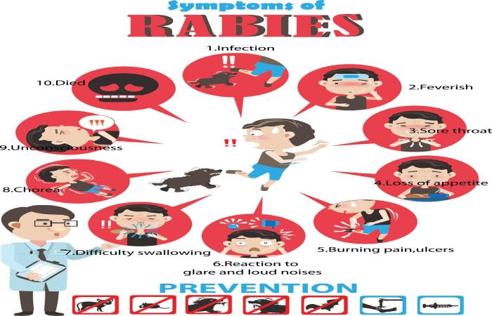 What are the Signs and Symptoms of Rabies_